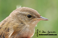 Edithvale banding project