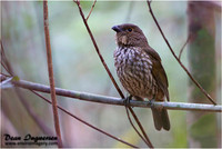 Tooth-billed Bowerbird
