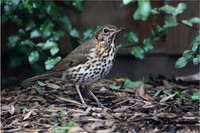 Song Thrush