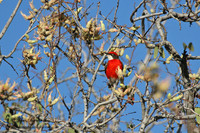 Crimson Chat
