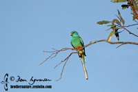 Mulga Parrot