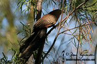 Pheasant Coucal