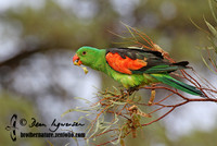 Red-winged Parrot