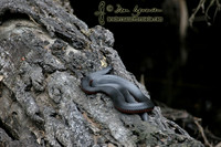 Red-bellied Black Snake