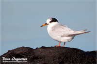 Fairy Tern