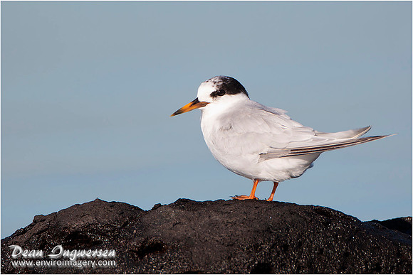 Fairy Tern