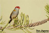 Red-browed Finch