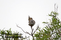 Cockatiel