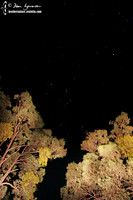 Star trails