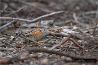 Painted Button-quail