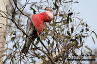 Galah