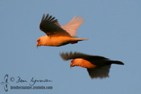 Long-billed Corella