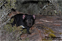 Tasmanian Devil