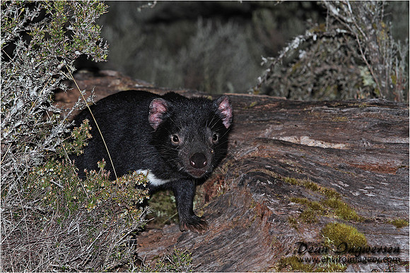 Tasmanian Devil, Cradle Mountain