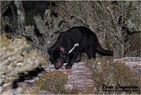 Tasmanian Devil, Cradle Mountain