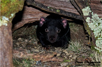 Tasmanian Devil, Cradle Mountain