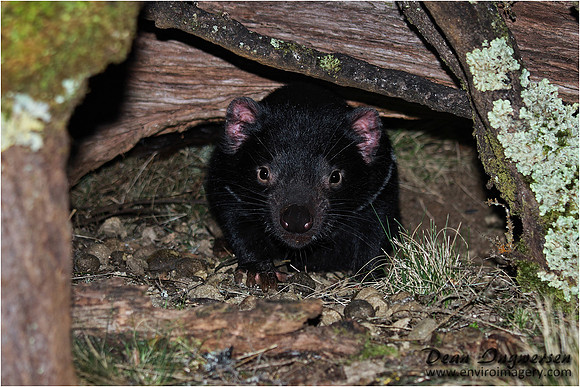 Tasmanian Devil, Cradle Mountain
