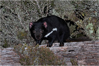 Tasmanian Devil, Cradle Mountain