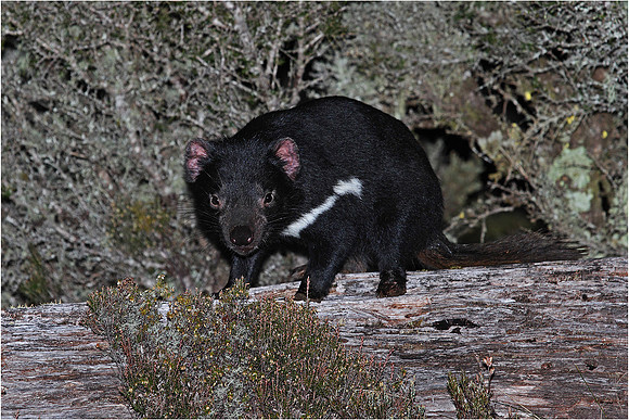 Tasmanian Devil, Cradle Mountain
