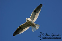 Black-shouldered Kite
