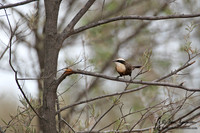 Hall's Babbler