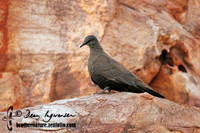 White-quilled Rock-Pigeon