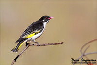 Painted Honeyeater
