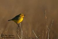 Yellow Chat