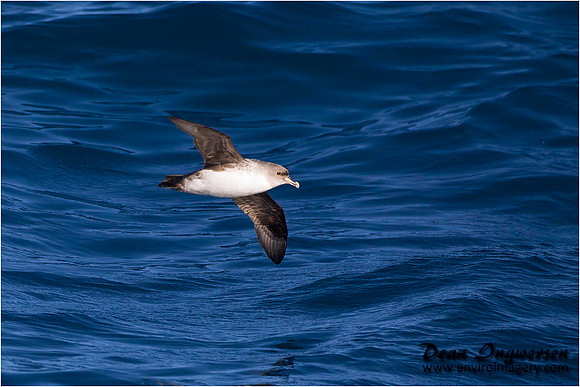Grey Petrel
