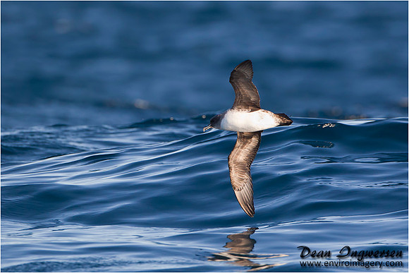 Grey Petrel