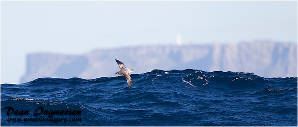 Grey Petrel