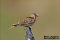 Eurasian Skylark