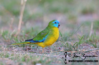 Turquoise Parrot