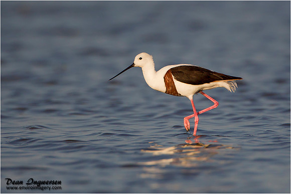 Banded Stilt 2016_03_11_IMG_9606
