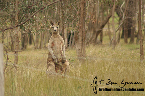 Eastern Grey Kangaroo