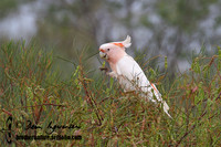 Major Mitchell's Cockatoo