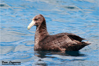 Southern Giant Petrel
