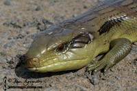 Blue-tongue Lizard