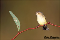 Weebill