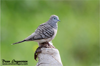 Peaceful Dove