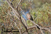 Bourke's Parrot