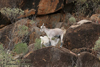 Introduced mammals