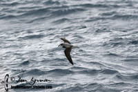 Soft-plumaged Petrel