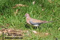 Laughing Dove