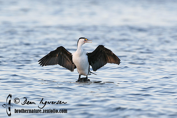 Pied Cormorant