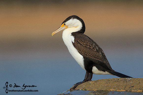 Pied Cormorant