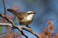 White-browed Babbler