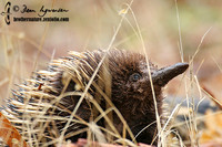 Echidna