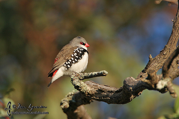 Diamond Firetail
