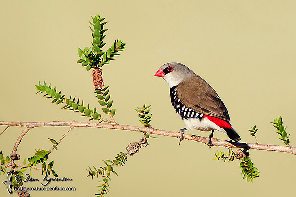 Diamond Firetail